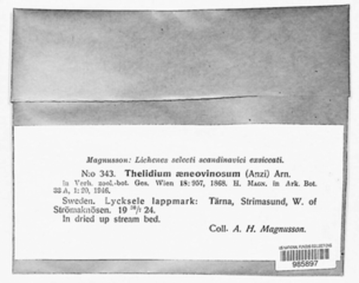 Thelidium methorium image